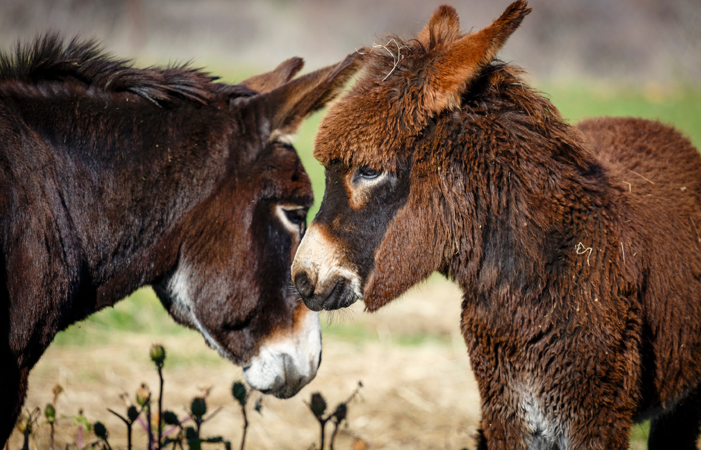 IHHHAAA – Eselinfoabende