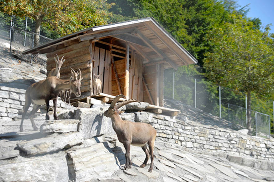 Alpenwildpark Interlaken-Harder