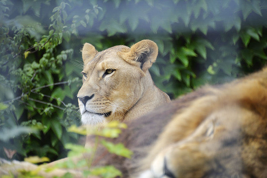 Plättli-Zoo, Frauenfeld