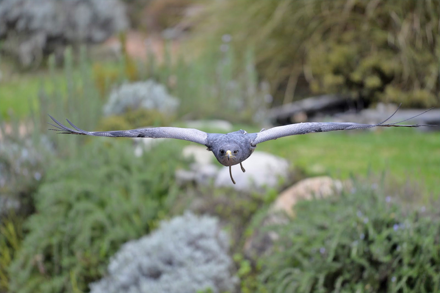 Falconeria Locarno