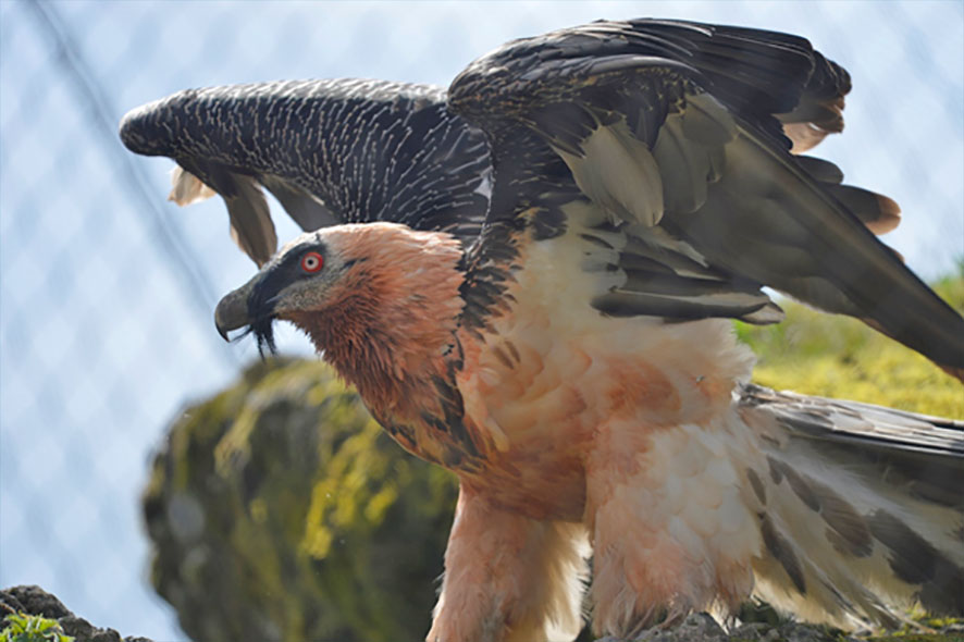 Natur- und Tierpark Goldau