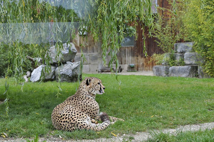 Toni’s Zoo, Rothenburg