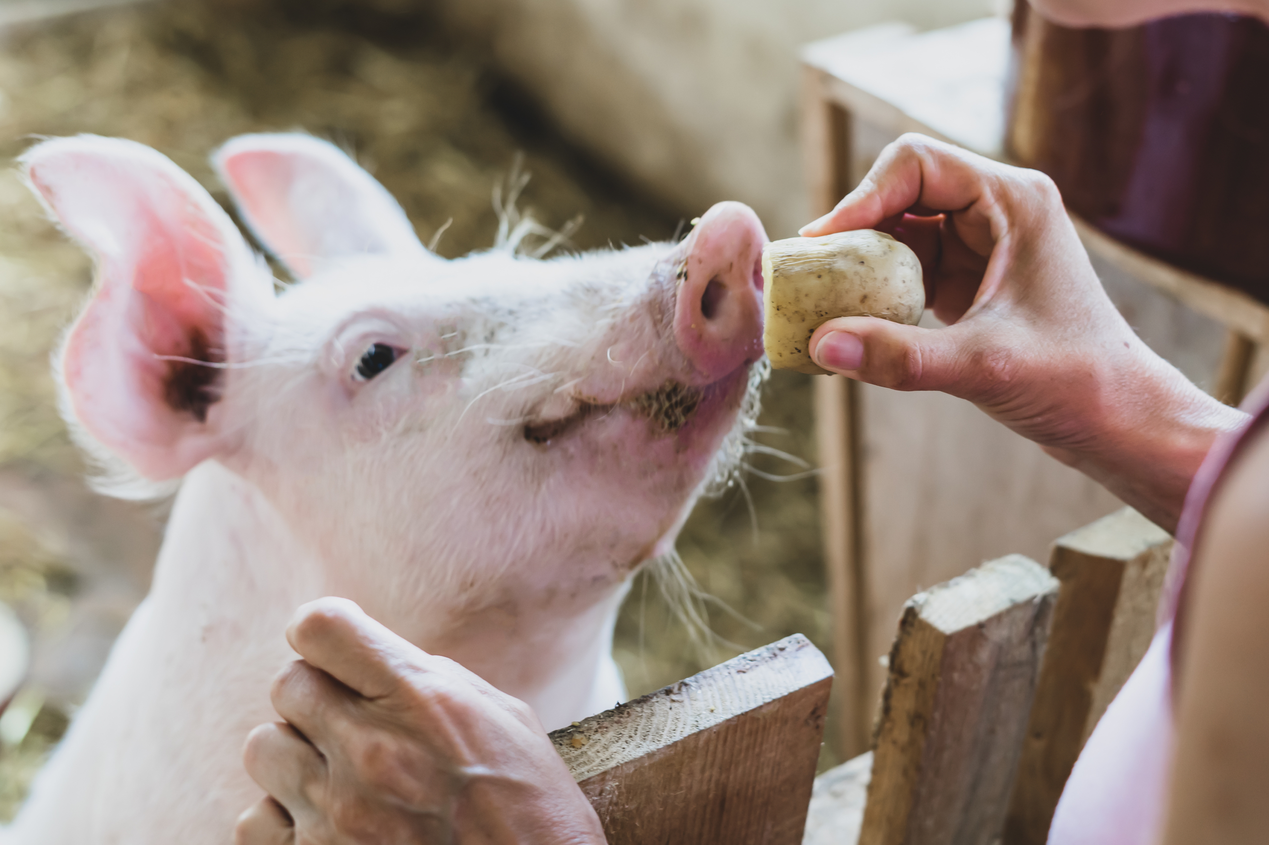 Ein Schwein das hinter einem Zaun steht und von einer Person mit einer Kartoffel gefüttert wird.