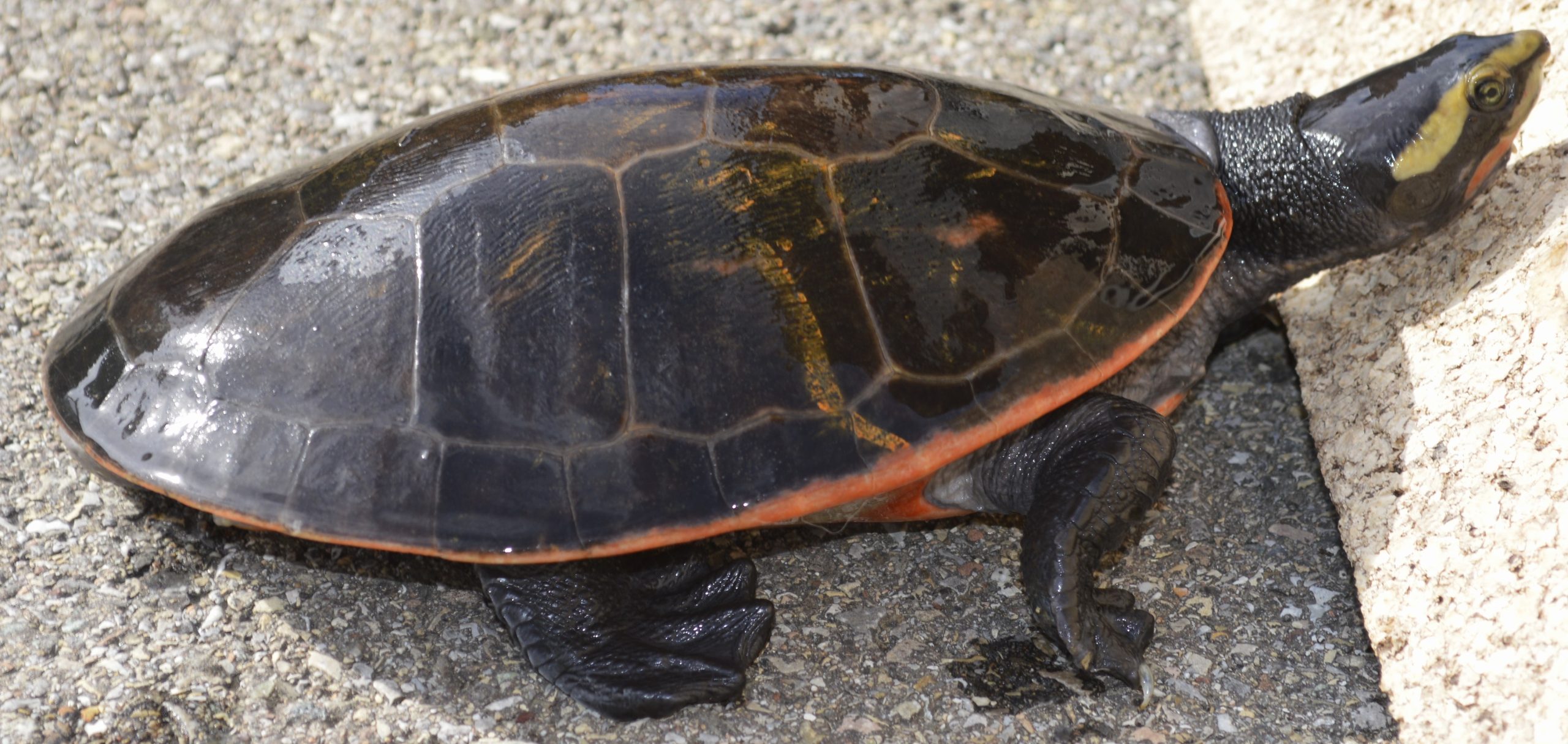 Rotbauch-Spitzkopfschildkröte