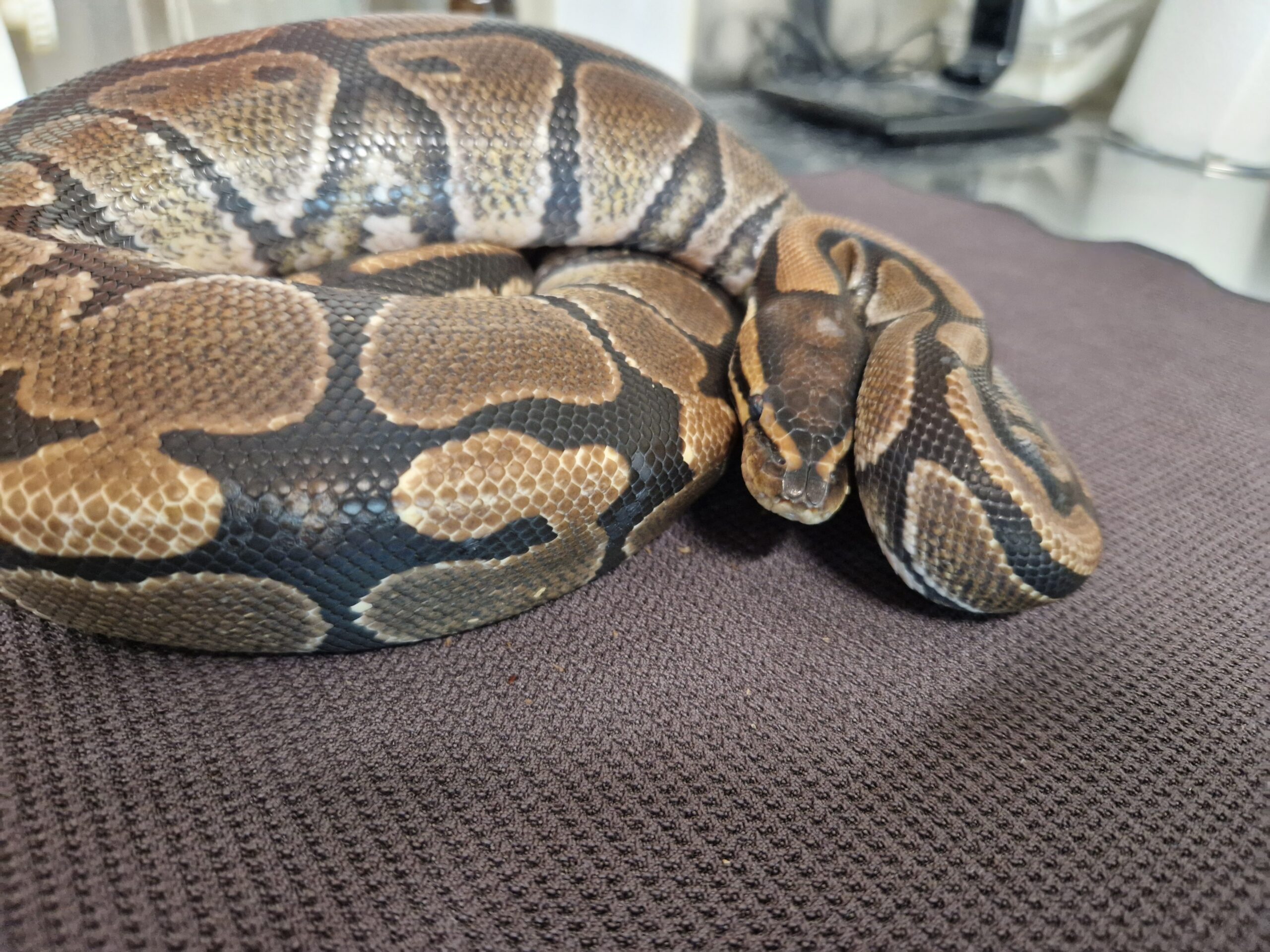 Königspython Nagini