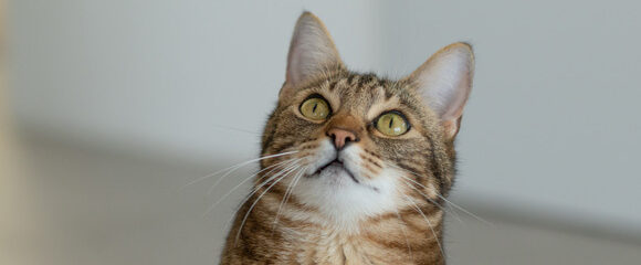 Ein Chip bringt die Katze nach Hause