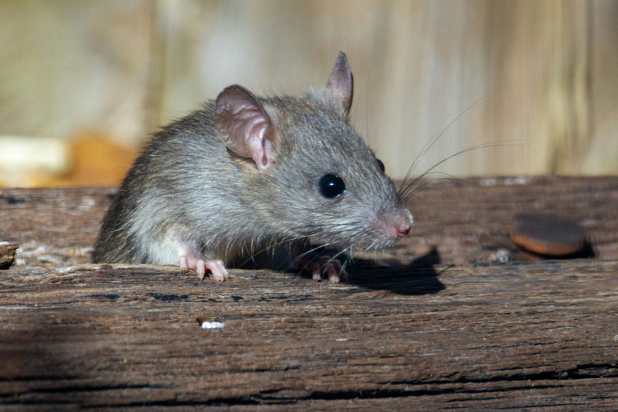 Verkaufsverbot von Nagergiften mit Gerinnungshemmern als Wirkstoff an private Haushalte: STS begrüsst Entscheidung als wichtigen Schritt im Tierschutz