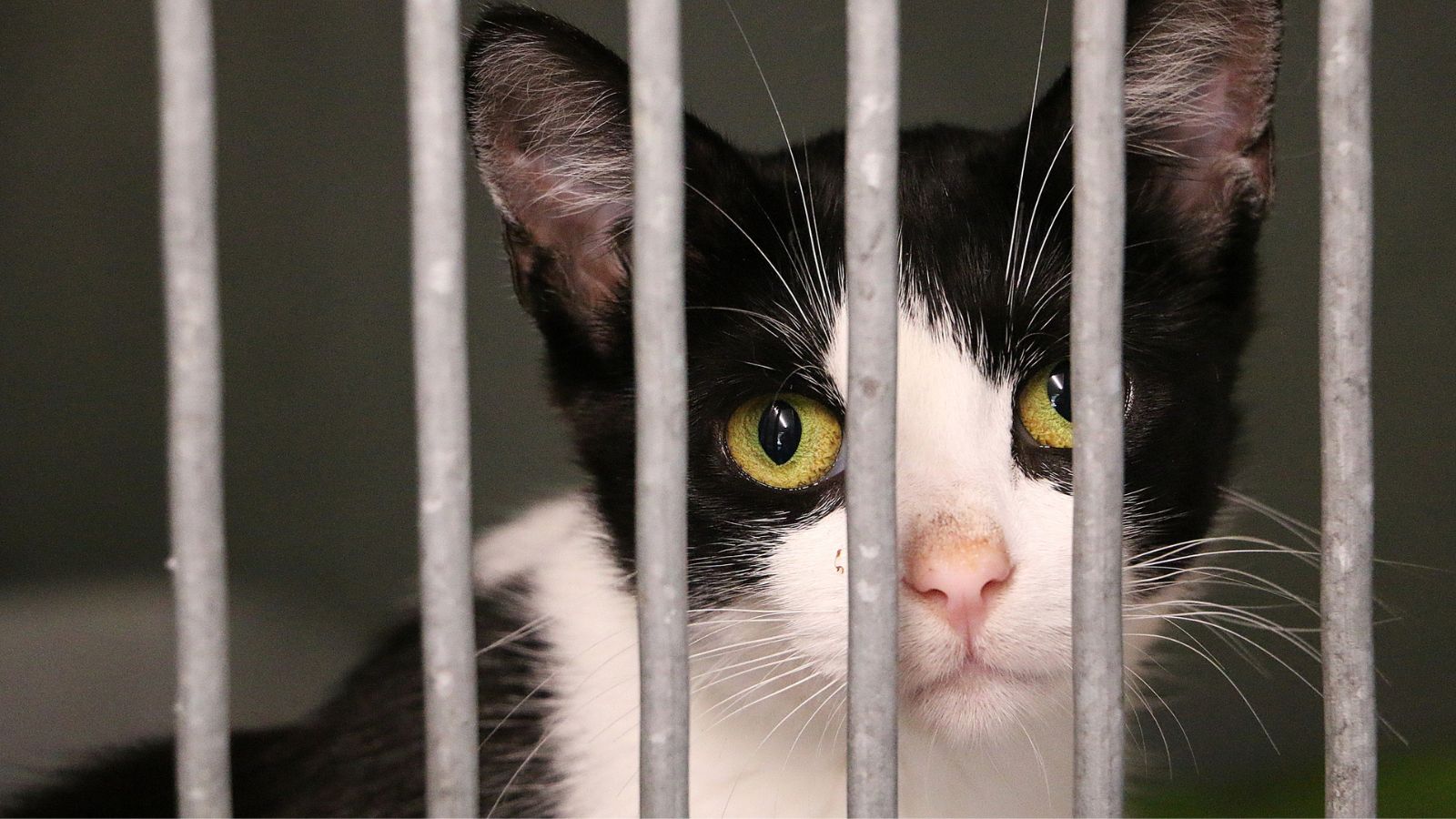 Statistique PSA de la protection des animaux : nouvelle hausse du nombre d’animaux recueillis dans des refuges et des stations d’accueil l’an dernier ; le nombre élevé d’animaux abandonnés est alarmant