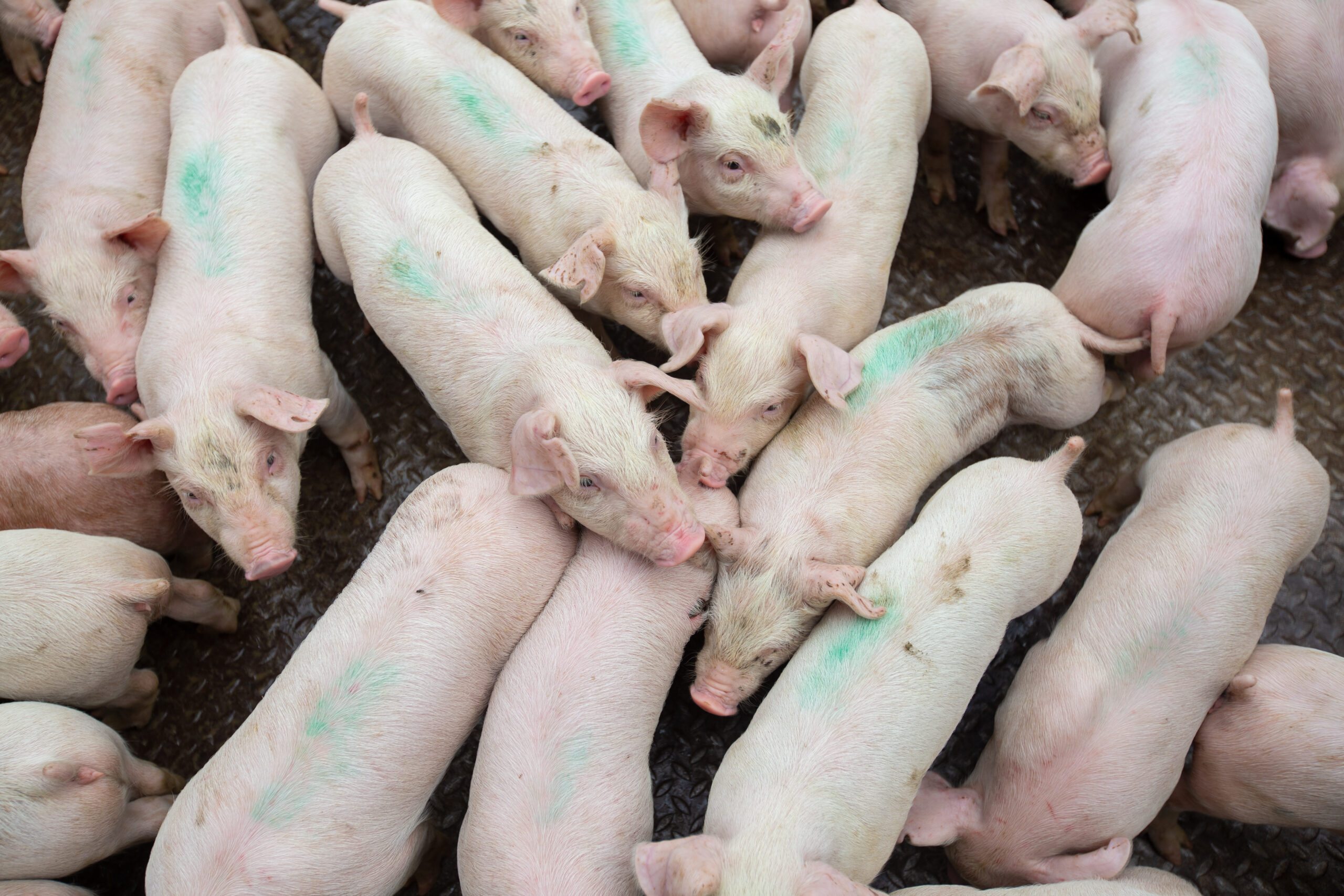 Tausende Ferkel bezahlen den Preis für Überproduktion